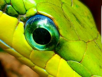 Macro shot of insect on leaf