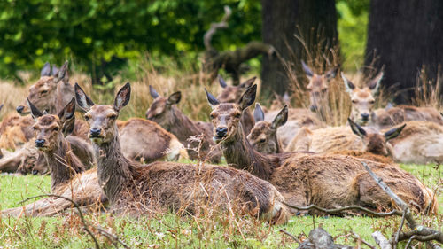 Herd of deer in a field