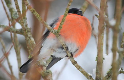 Close-up of bird perching on branch