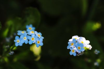 Close-up of white flowering plant in park