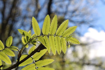 Close-up of green leaves on tree