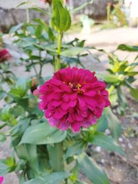 Close-up of pink flowering plant