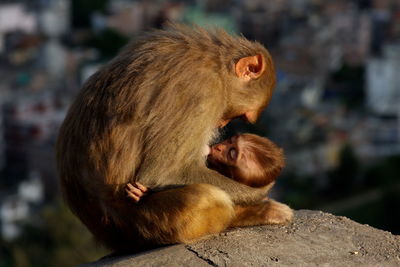 Primate feeding young monkey on rock