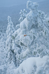 Close-up of snow covered plants