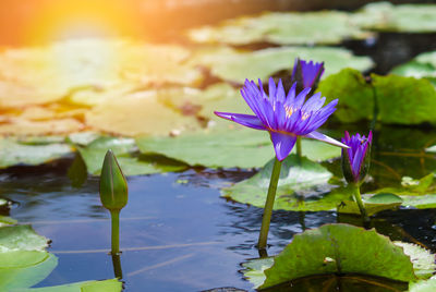 Close-up of water lily in lake