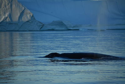 View of a swimming in sea