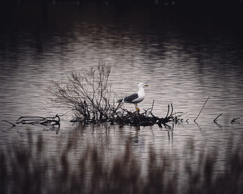 Seagulls perching on a lake