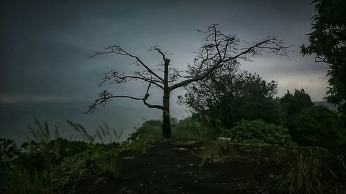 Bare trees on field