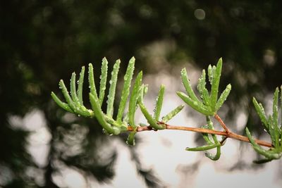 Close-up of plant growing on tree