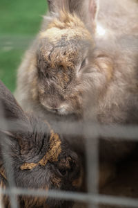 Close-up of rabbit