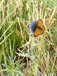 Butterfly on plant