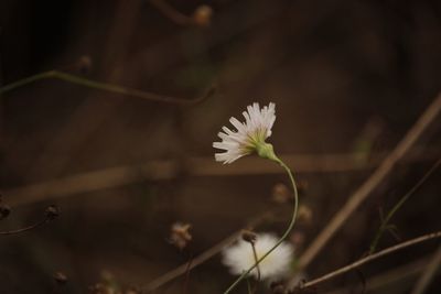 Close-up of white flower blooming outdoors