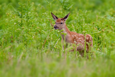 Deer in a field