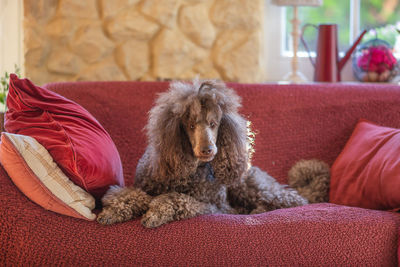 Big royal standard poodle lying on a red sofa indoor