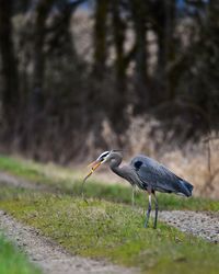 High angle view of gray heron on field