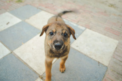 High angle portrait of puppy standing on tiled floor