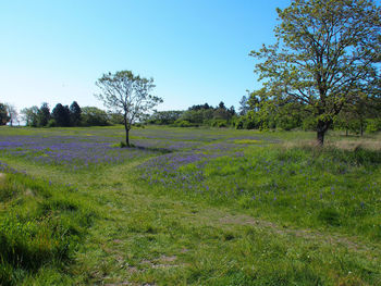 Trees growing on field against clear sky