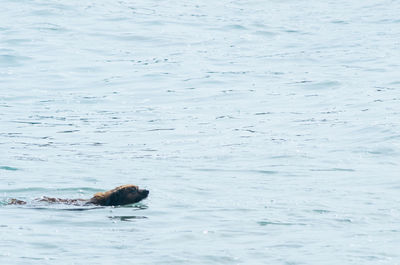 View of crab swimming in sea