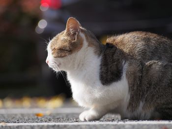 Close-up of cat sitting outdoors
