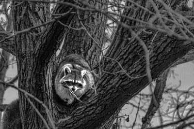 Portrait of racoon on tree trunk