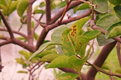 Close-up of leaves on branch