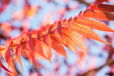 Low angle view of maple leaf during autumn