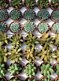 Mini cactus plants.