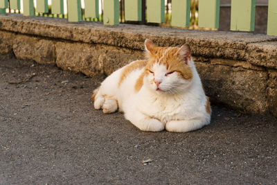 Cat resting on footpath