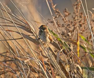 Close-up of bird perching on plant