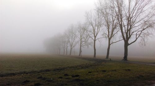 Bare trees on field against sky during foggy weather