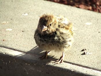 View of a bird