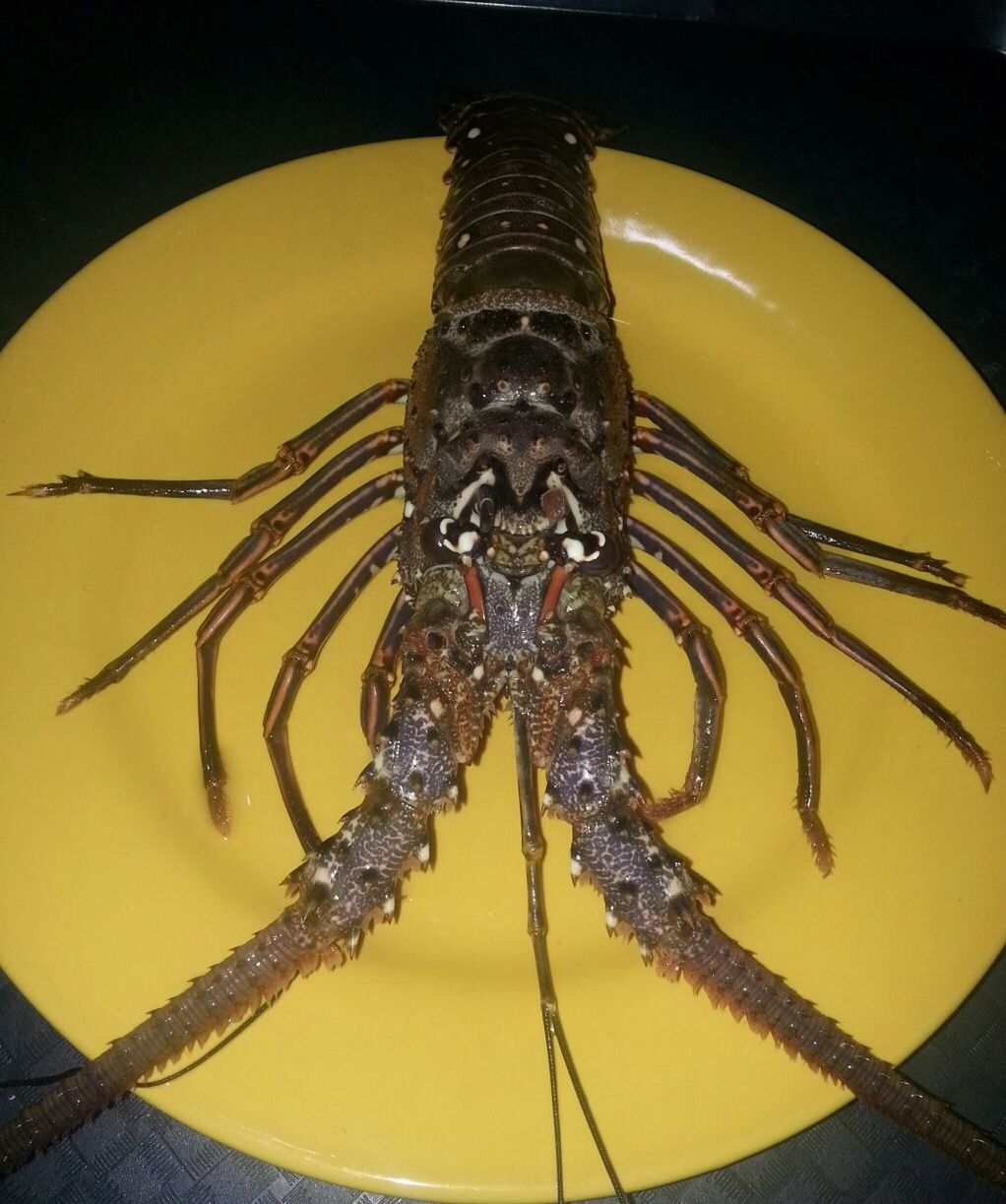 animal themes, insect, one animal, animals in the wild, wildlife, close-up, indoors, yellow, high angle view, animal wing, animal antenna, animal markings, butterfly - insect, no people, full length, table, spider, nature, zoology, natural pattern