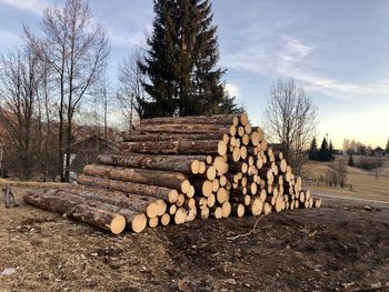 Stack of logs in forest