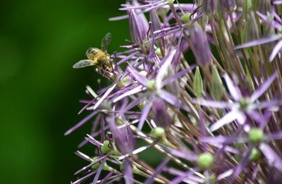 Close-up of bee pollinating on purple flower