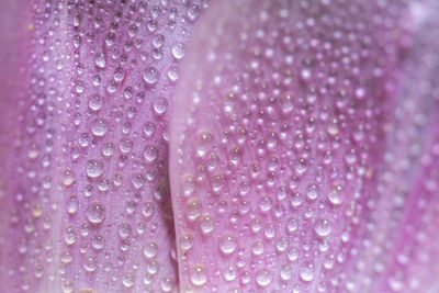 Close-up of water drops on pink flower