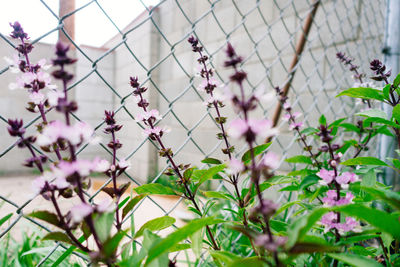 Close-up of basil flowers blooming against chainlink fence