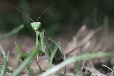 Mantis patiently posing and lurking. close up of insect in the nature