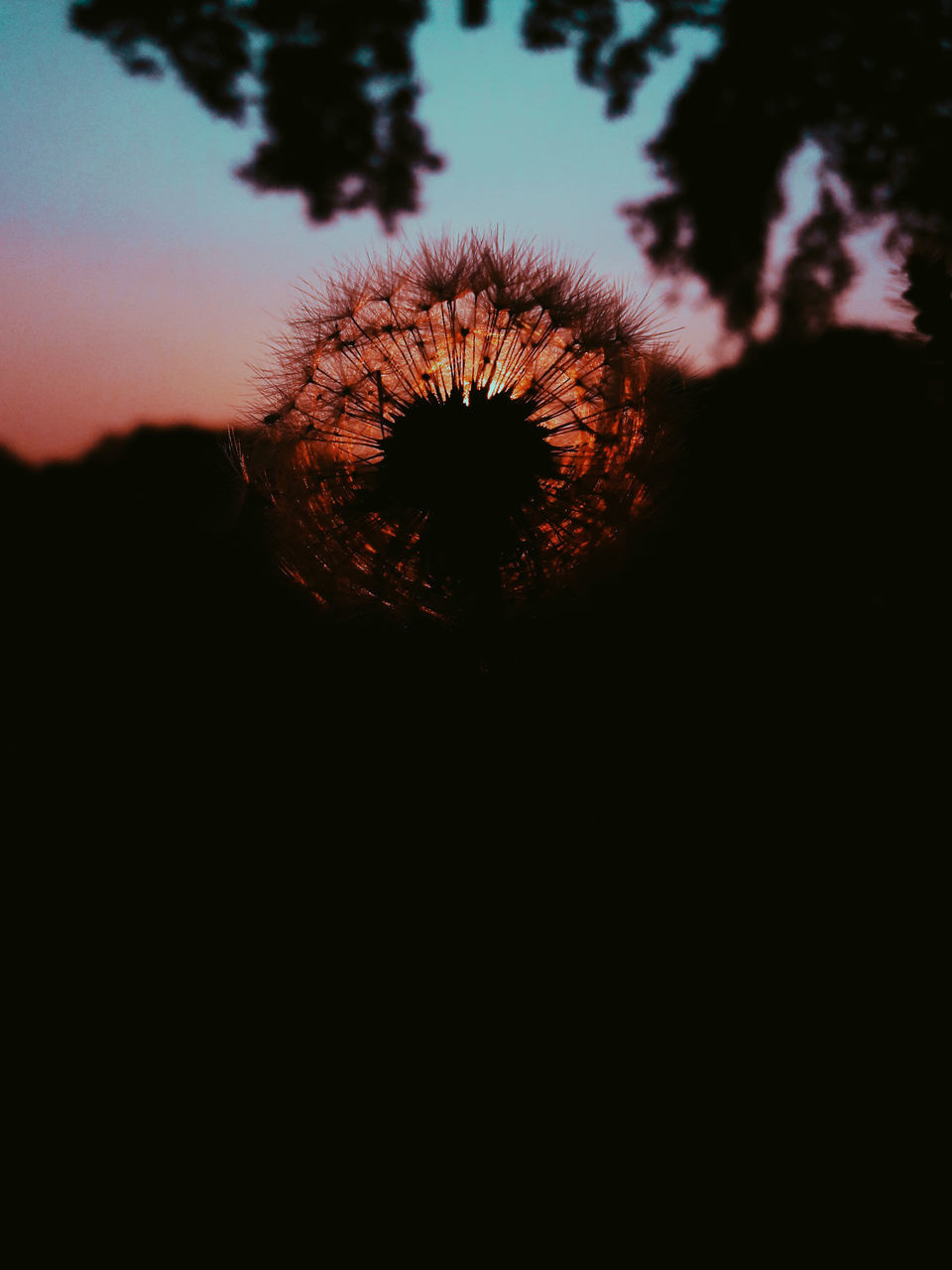 CLOSE-UP OF SILHOUETTE DANDELION FLOWERS AGAINST SUNSET