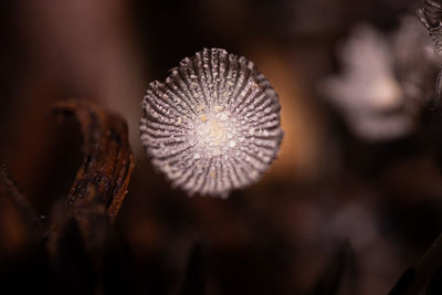 Close-up of dry flower on plant