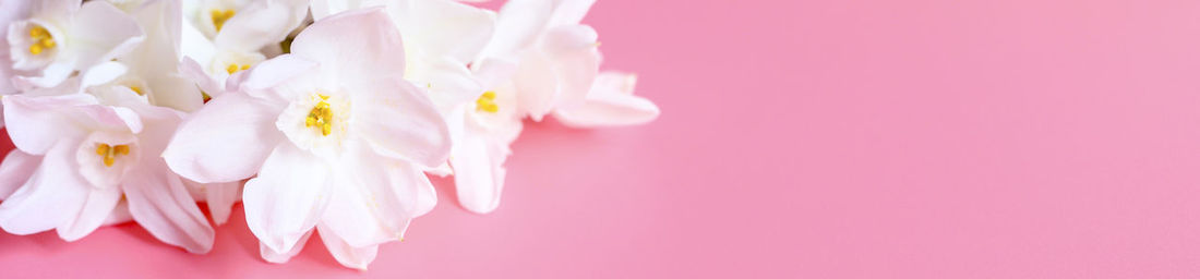 Close-up of pink cherry blossom against white background