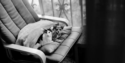 Close-up of cats sitting on sofa at home