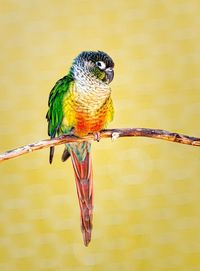 Close-up of parrot perching on branch