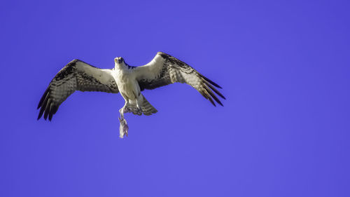 Low angle view of eagle flying against blue sky