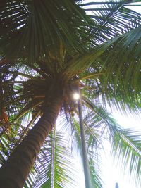 Low angle view of palm trees