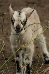 Portrait of dog on field