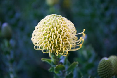 Close-up of flowering plant on field