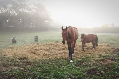 Horses grazing on grassy field