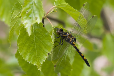 Close-up of insect on plant