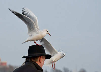 Seagull perching on man wearing hat