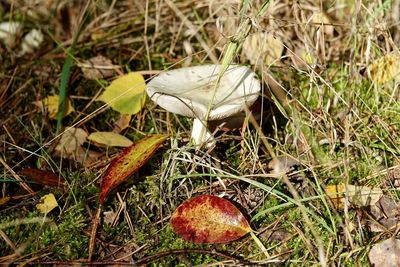 High angle view of mushroom growing on field